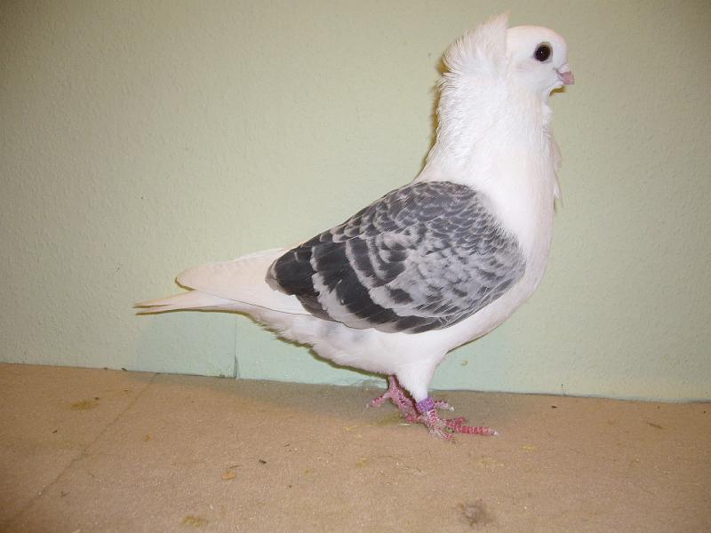 Munster 2009 775.jpg - hv 96 LVEJ von Fabian Buschlüter auf Altdeutsche Mövchen, blaufahl gehämmert